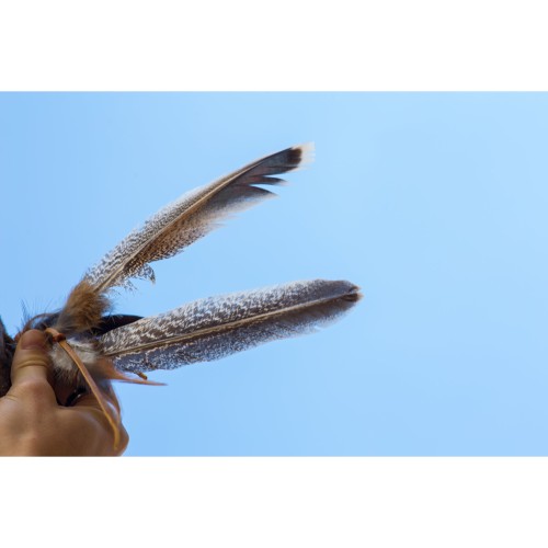 Terré — tītara spalva ar ādas apdari, 28–30 cm Terré — tītara spalva ar ādas apdari, 28–30 cm